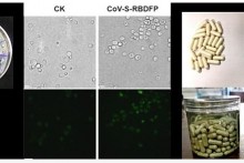 Điều chế thành công vaccine Covid-19 dạng uống