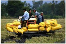 Doanh nghiệp trở tay không kịp khi bị dừng xuất khẩu gạo