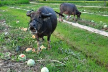 Dưa hấu còn 500 đồng một kg, nông dân bỏ mặc trâu ăn