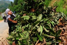 Nông dân gom cành, lá quế bán giá cao cho nhà máy