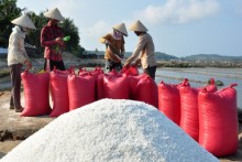Giá muối xuống dưới 1.000 đồng một kg vẫn ế