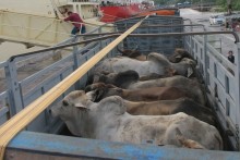 Sledgehammer cattle killings are not common in Vietnam: officials