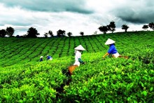 Vietnam probes tea exports amid Taiwan's allegations of dioxin contamination