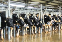 Vinamilk hợp tác với Lâm Đồng mở rộng chăn nuôi bò sữa