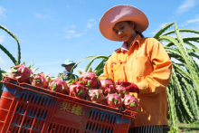 ADB pegs Vietnam growth at 1.8 pct