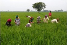 Asia Rice: Indian rates gain for third week; markets eye Philippine order